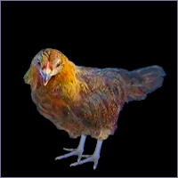 Red Pullet With Blue Legs.