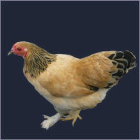 Hen With Black Tail and Feathered Feet.