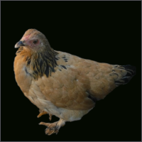 Small Buff Hen With Black Tail and Feathered Feet.