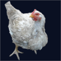 Genetically Modified Hen.