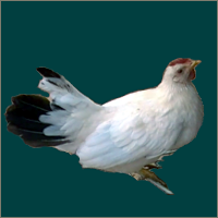 Small White Hen With Black Tail.