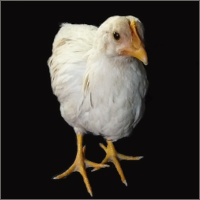 White Pullet Standing.