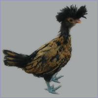Black Laced Pullet With Blue Feet.