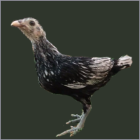 Small Black and White Hen.