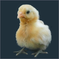 Yellow Fluffy Chick.