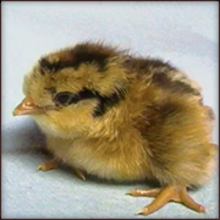 Fluffy Striped Chick Sitting.