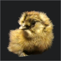 Fluffy Chick Sitting.