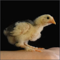 Yellow and Black Chick.