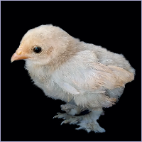 Chick With Feathered Feet.