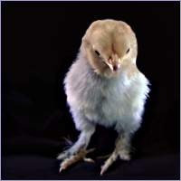 Chick Standing Against a Dark Background.