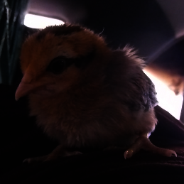 Chick.