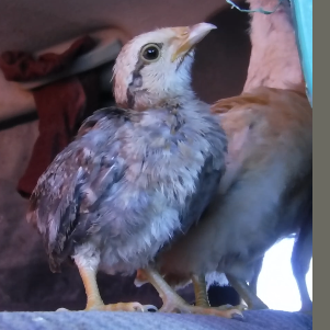Chick.