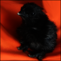 One Day Old Black Frizzled Feather Chick Sitting On An Orange Background.