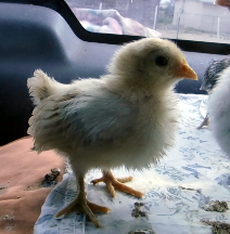 Yellow Chick.