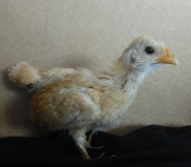 White and Yellow Chick With Green Legs.
