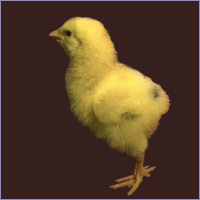 Yellow Chick Standing With Extra Toe.