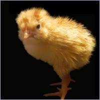 Fluffy Yellow Chick Bending Forward.