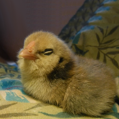 Chick Sitting With Eyes Closed.