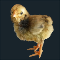 Young Orange Rooster.