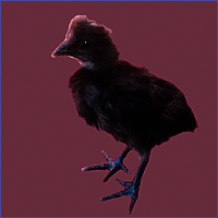 Black Crested Young Rooster.