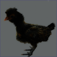 Black Crested Young Hen.