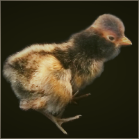 Black Crested Chick.