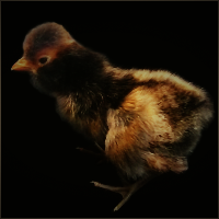 Black Crested Chick.