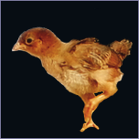 Reddish Brown Chick Holding Up One Leg.