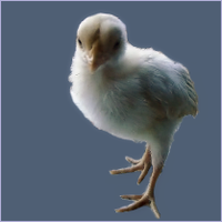 Whitish Chick Standing.