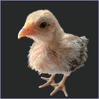 Chick Standing.