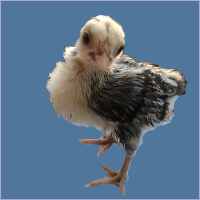 Chick Standing.