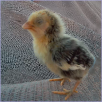 Chick Standing With Closed Eyes.
