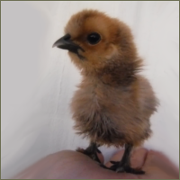 Fluffy Gold Chick.