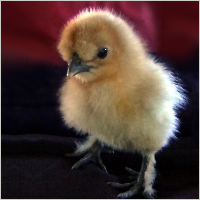 Fuzzy Gold Chick.