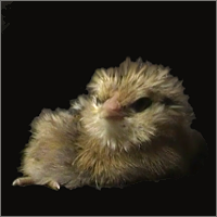 Little Chick Sitting.