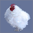 Small Rooster With White Curly Feathers.