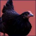 Head Hen.