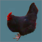 Black Hen.