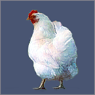 Small White Hen.