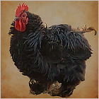 Small Rooster With Black Curly Feathers.