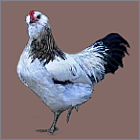 White Rooster With Dark Tail.