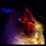White Rooster With Curly Feathers.