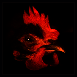 Black Hen.