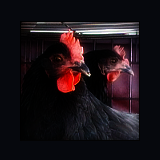 Two Hen Headshots.