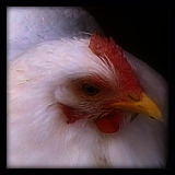 White Hen.