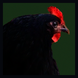Hen Portrait.