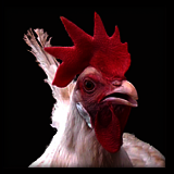 White Hen With Single Red Comb.