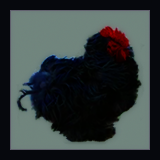 Rooster With Curly Feathers.