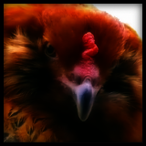 Bearded Hen Portrait.