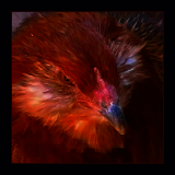 Bearded Hen Portrait.